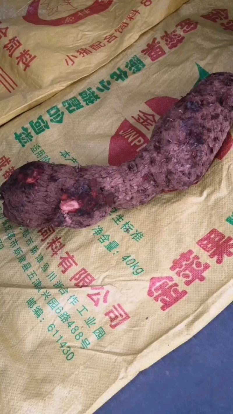 大量批发红伏苓