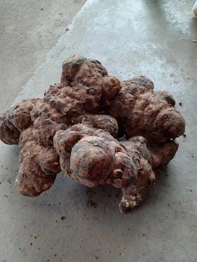 大量批发红伏苓