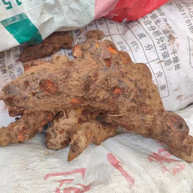 大量批发红伏苓