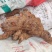 大量批发红伏苓