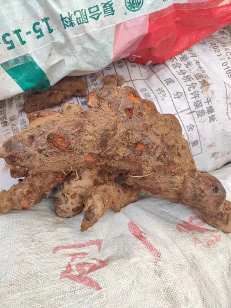 大量批发红伏苓