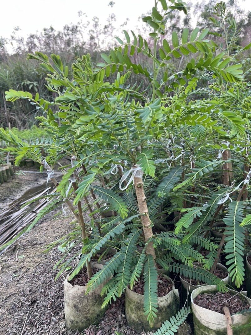 正品嫁接品种油甘果大果甜油甘果杯苗