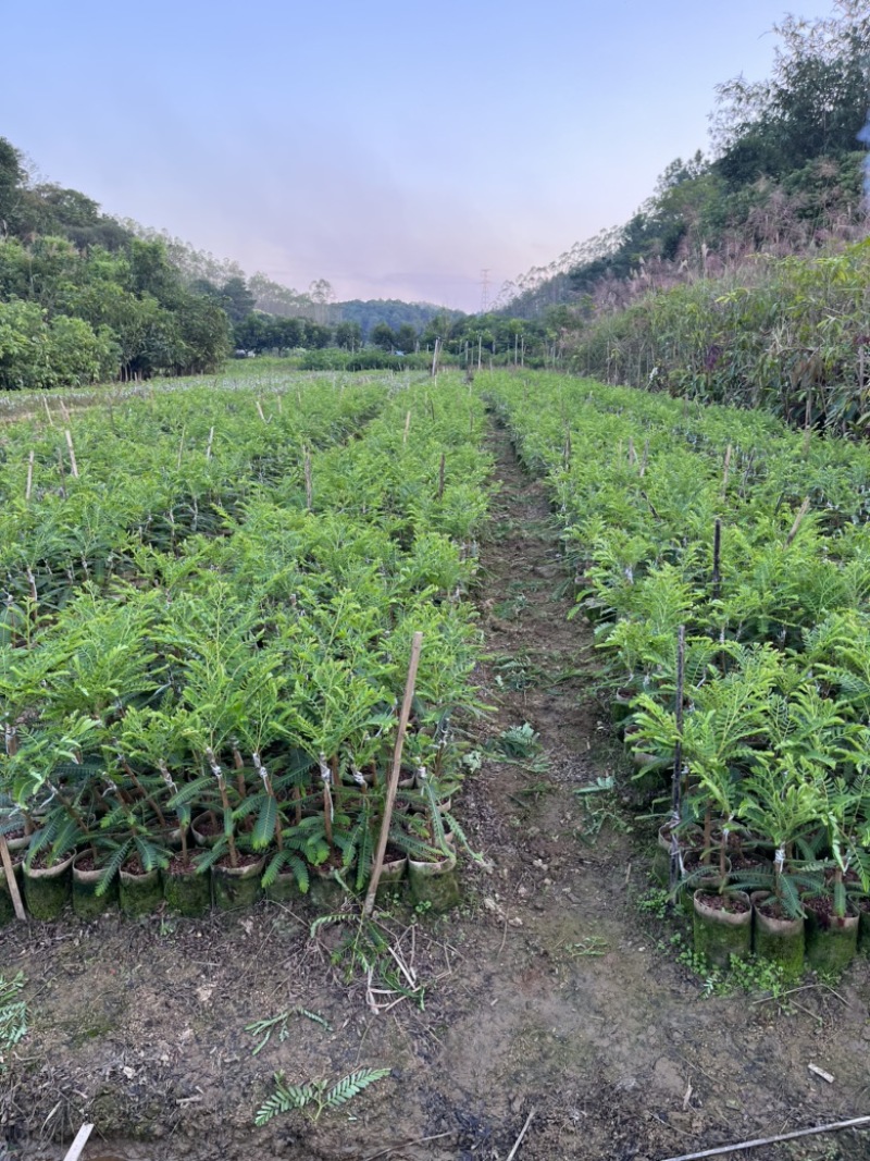 正品嫁接品种油甘果大果甜油甘果杯苗