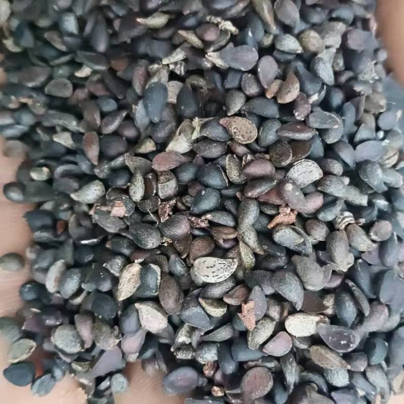 杜梨种子全新加工