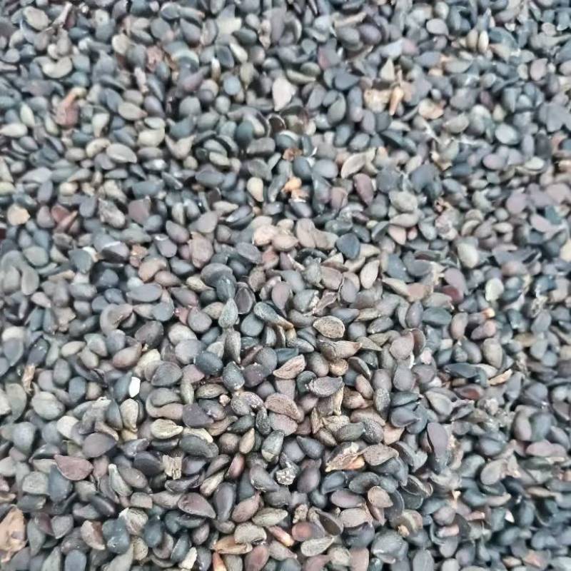 杜梨种子全新加工
