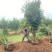 突尼斯软籽石榴树