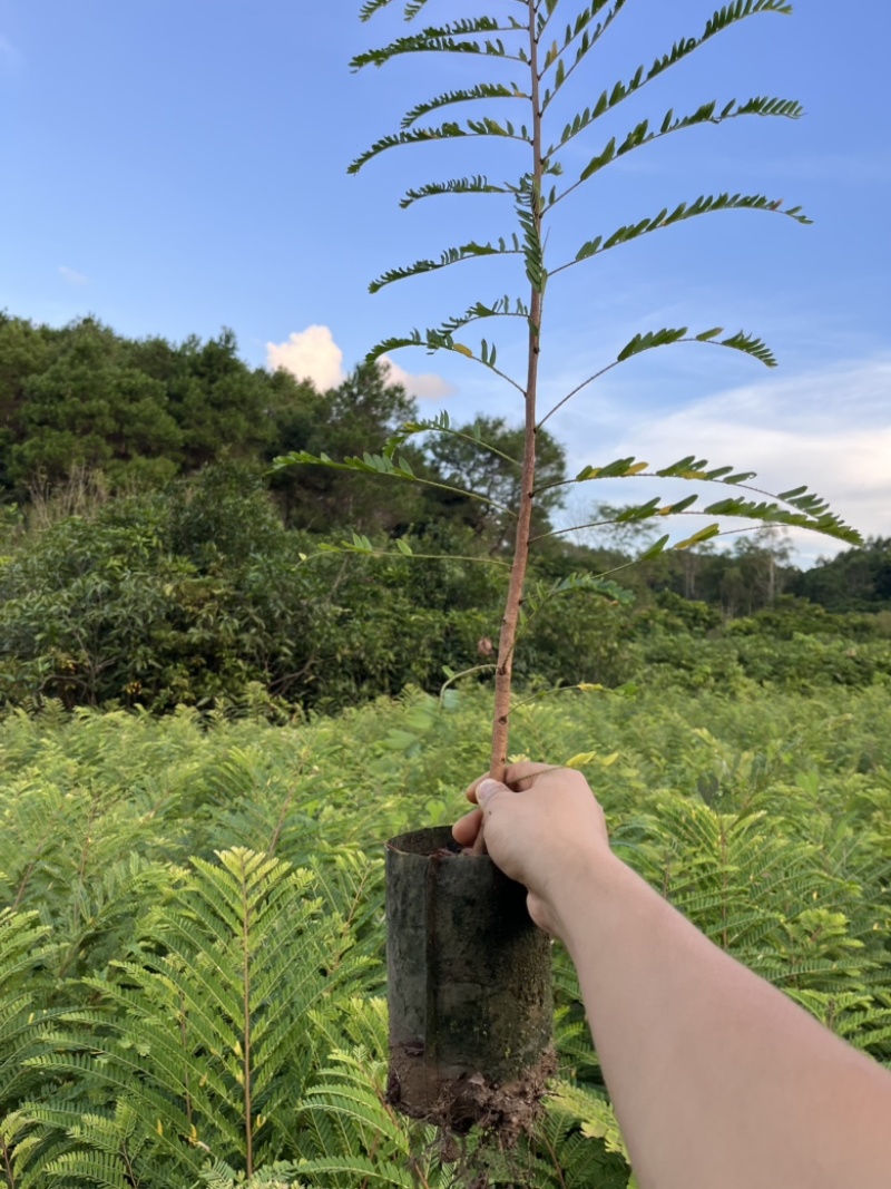 余甘苗，实生杯苗头经0.8以上支持线上保障交易