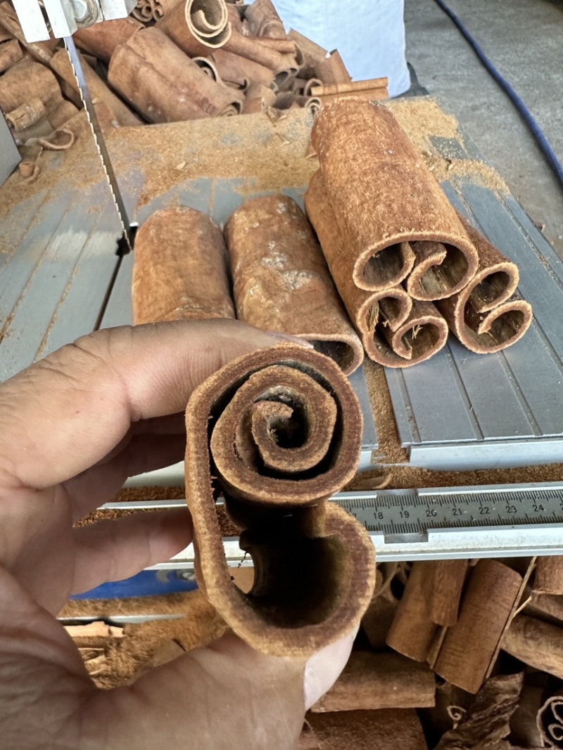紫油桂广西桂皮质好价优产地直发量大从优欢迎采购