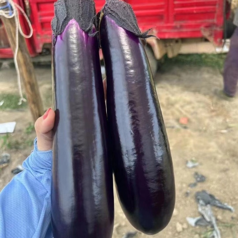 中农福得紫丽008茄子种子，中早熟品种