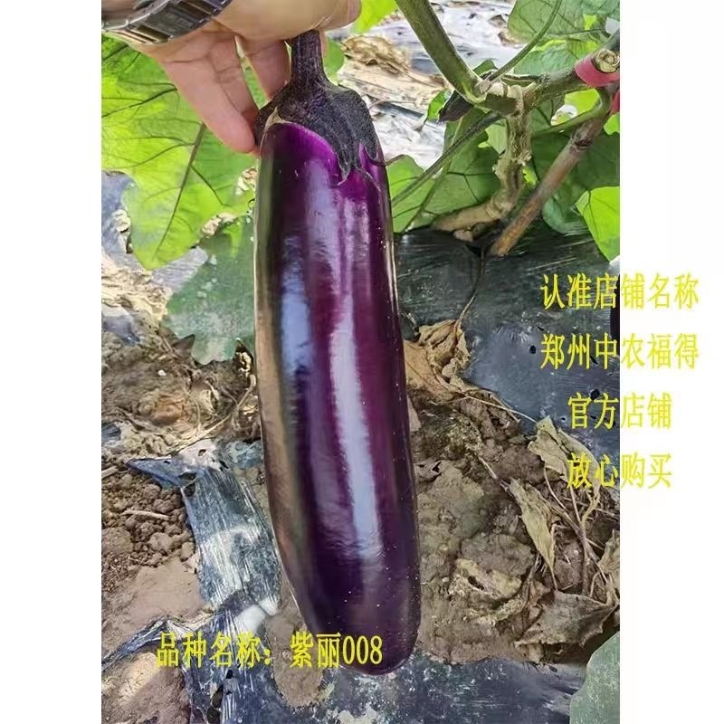 中农福得紫丽008茄子种子，中早熟品种