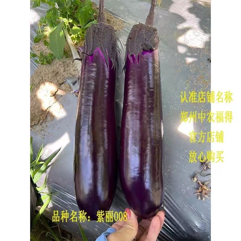 中农福得紫丽008茄子种子，中早熟品种