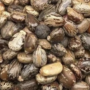 蓖麻籽