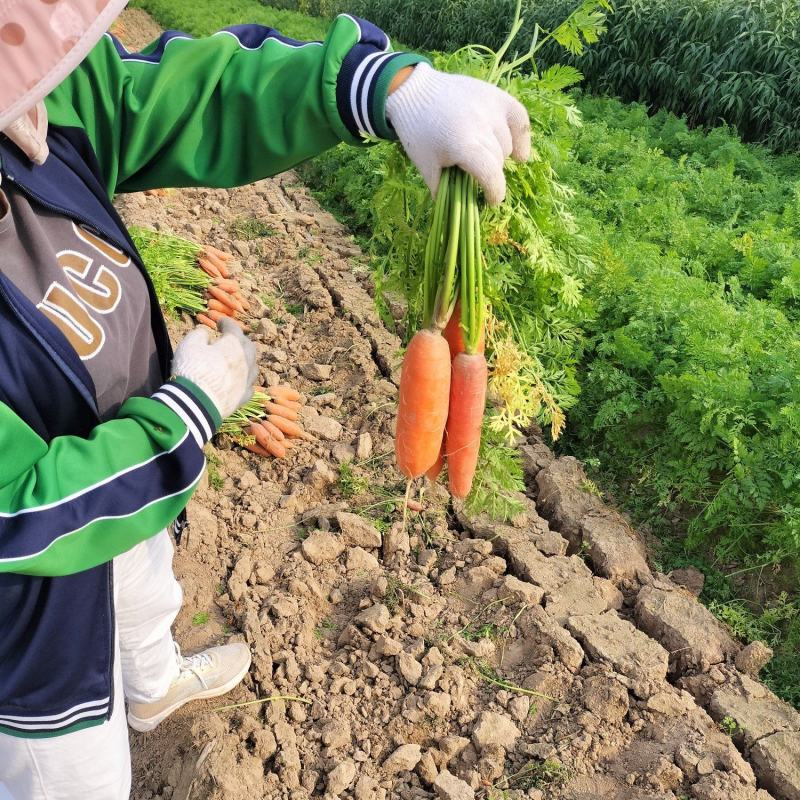 大量批发小燕顶红萝卜，价格优惠，当天装车。品种纯正。