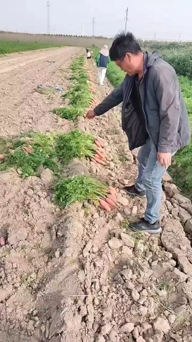 大量批发小燕顶红萝卜，价格优惠，当天装车。品种纯正。