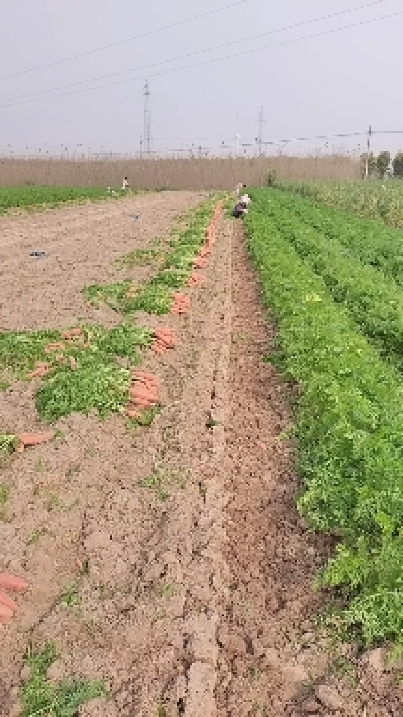 大量批发小燕顶红萝卜，价格优惠，当天装车。品种纯正。