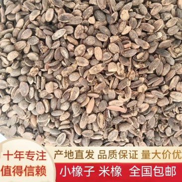 大量供应野生柴子橡子仁米橡择子折子青冈仁脱壳高淀粉
