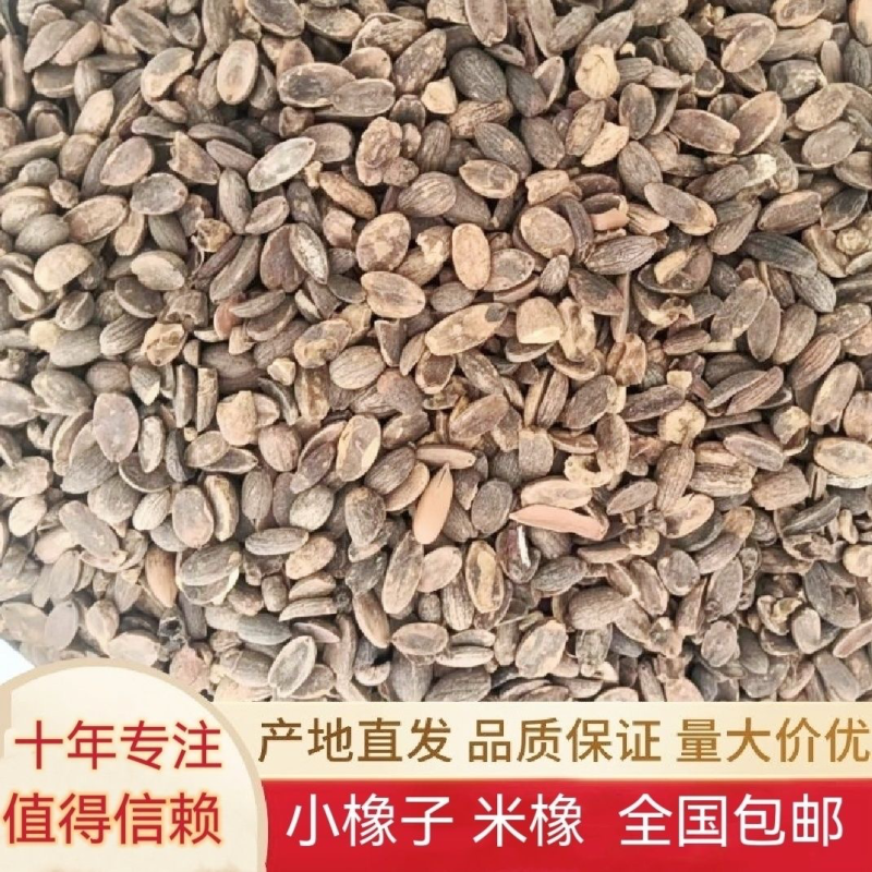大量供应野生柴子橡子仁米橡择子折子青冈仁脱壳高淀粉
