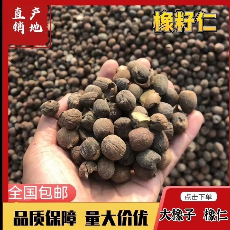 大量供应野生柴子橡子仁米橡择子折子青冈仁脱壳高淀粉