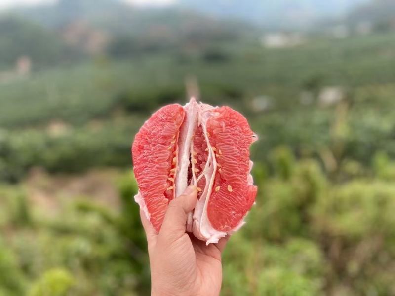 福建平和三红柚，老树精品皮薄肉厚，多汁，可代办，整车批发