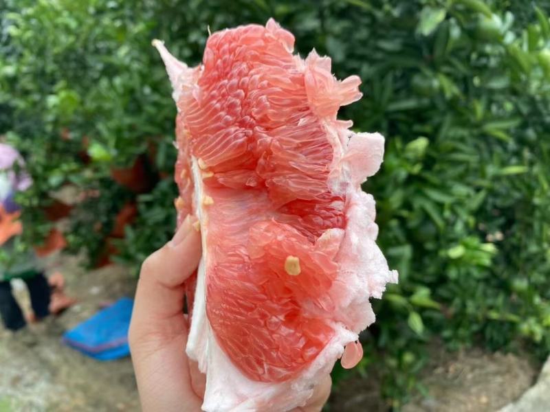 福建平和三红柚，老树精品皮薄肉厚，多汁，可代办，整车批发