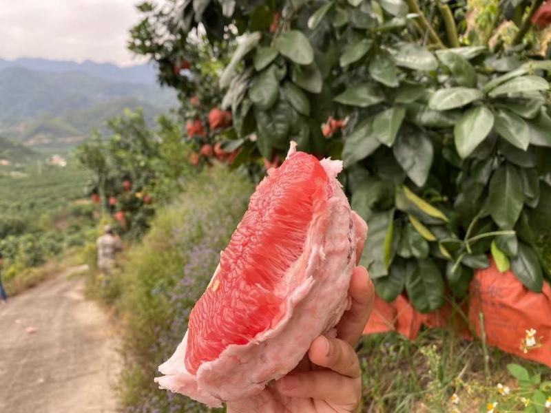 福建平和三红柚，老树精品皮薄肉厚，多汁，可代办，整车批发