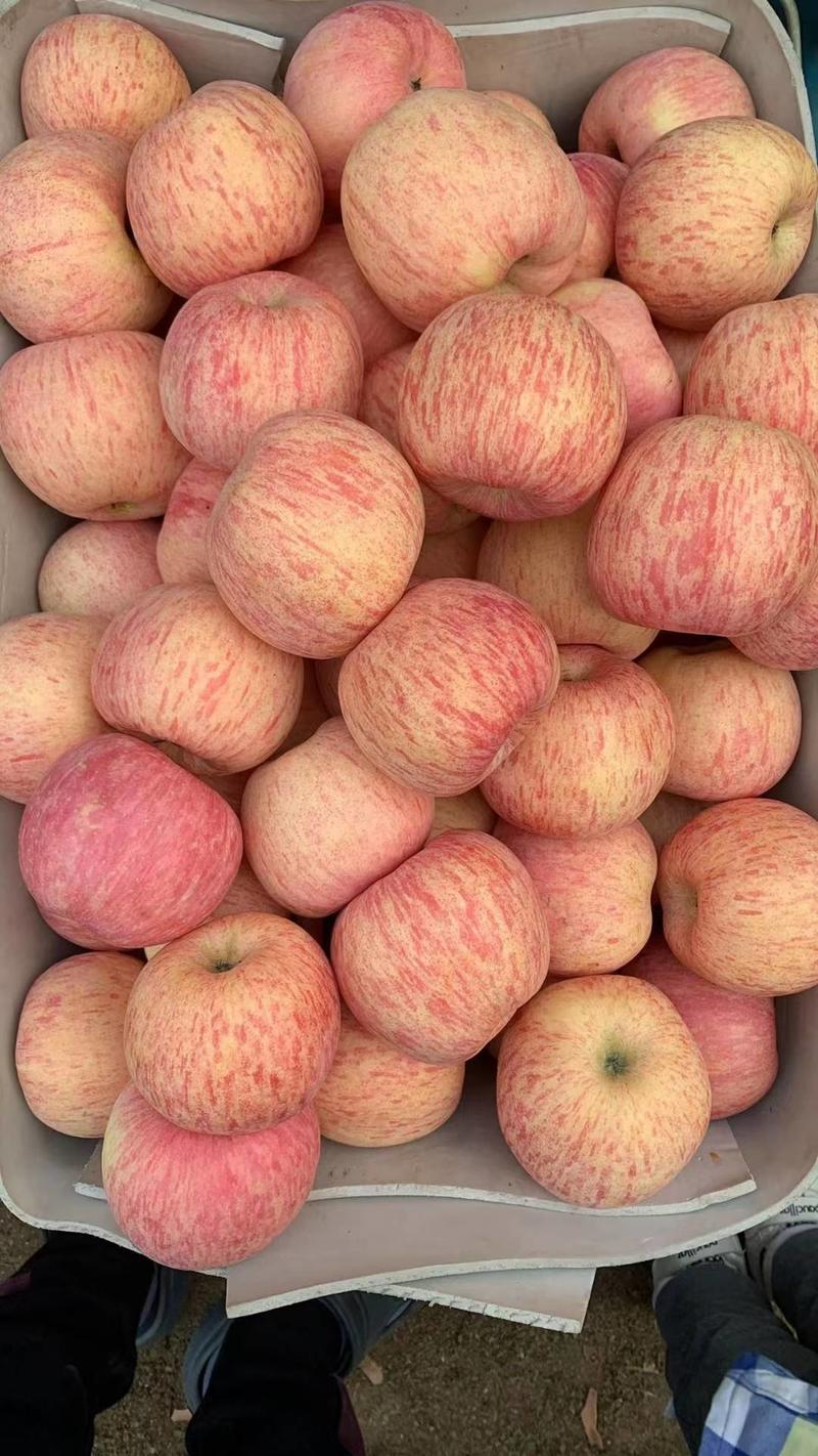 〔原地供应〕红富士苹果苹果口感脆甜对接商超电商市场