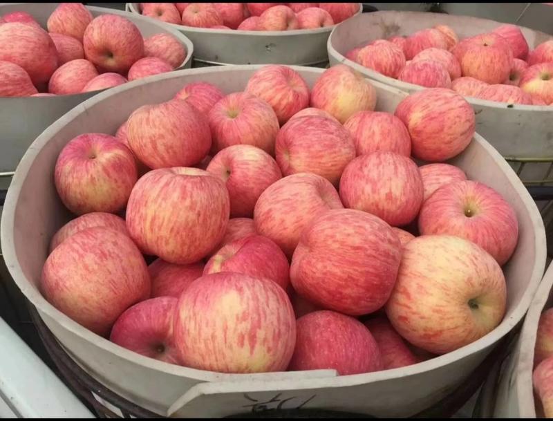 〔原地供应〕红富士苹果苹果口感脆甜对接商超电商市场