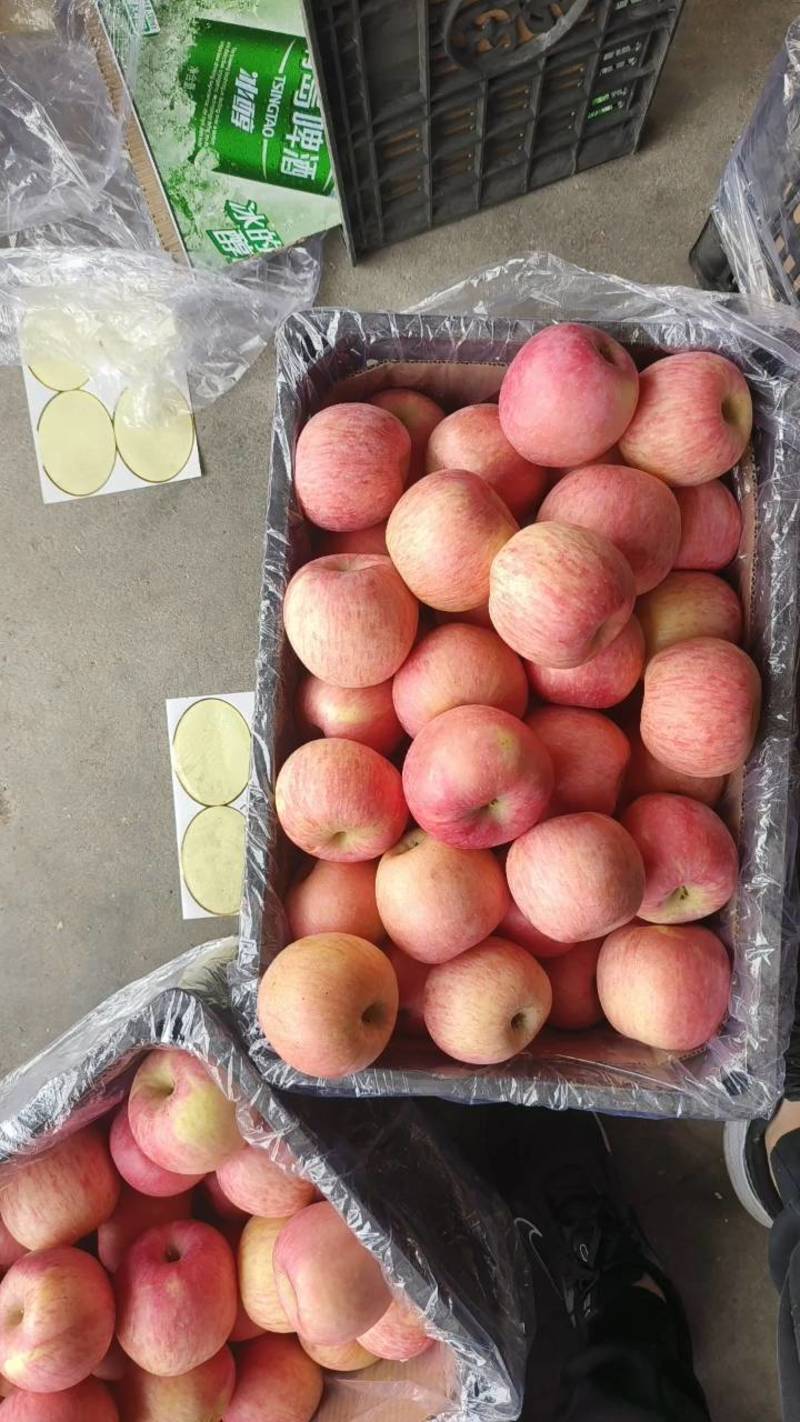 红富士苹果[产地供应]苹果山区种植口感脆甜代发全国