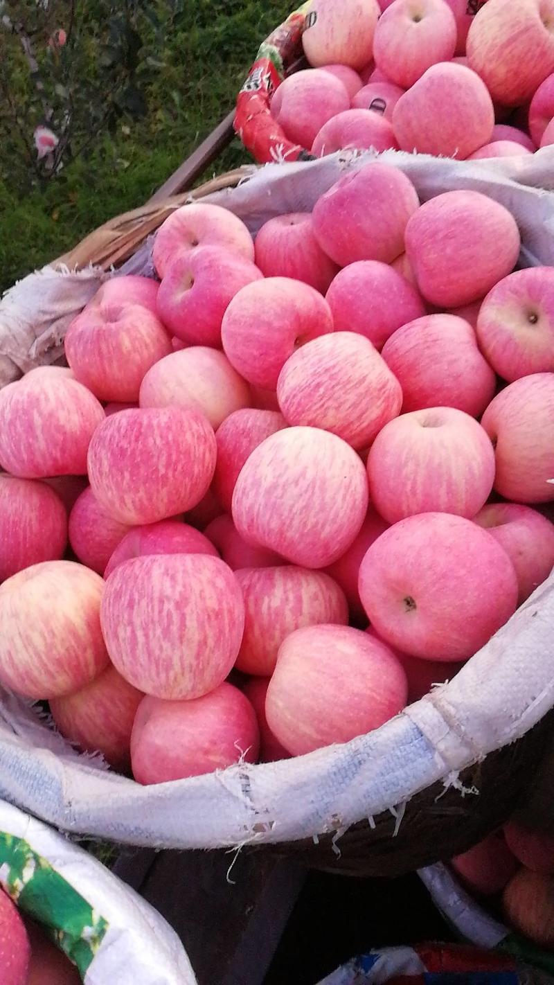 红富士苹果[产地供应]苹果山区种植口感脆甜代发全国