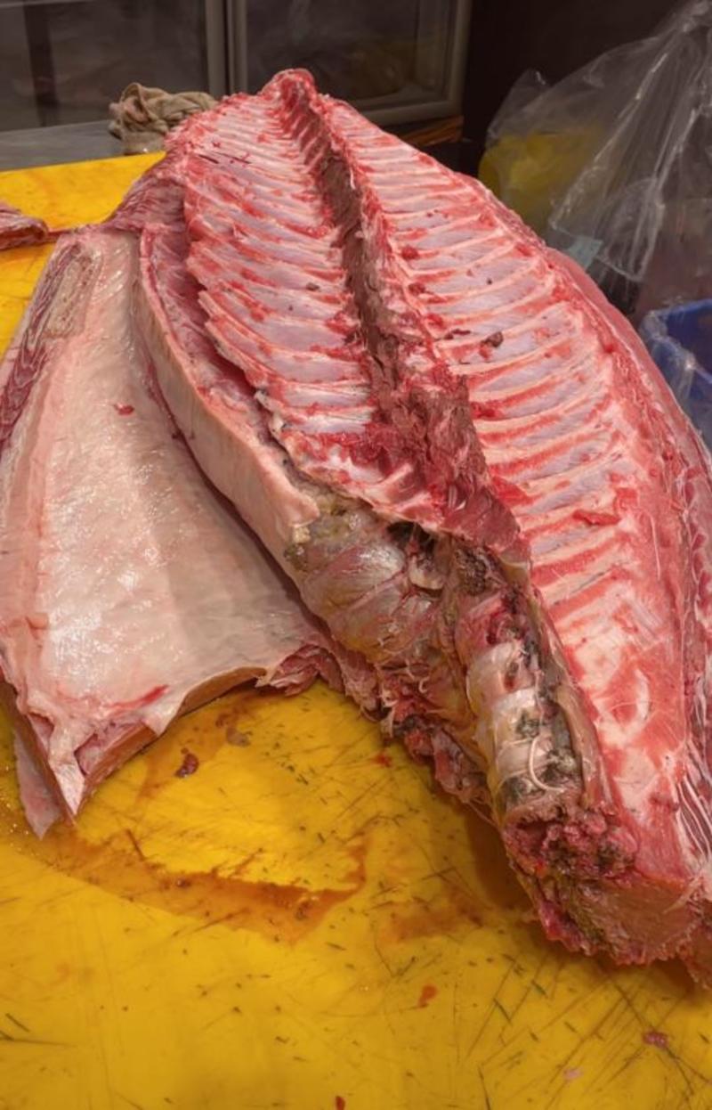 蓝鳍金枪鱼，西班牙蓝鳍金枪鱼120~800斤规格
