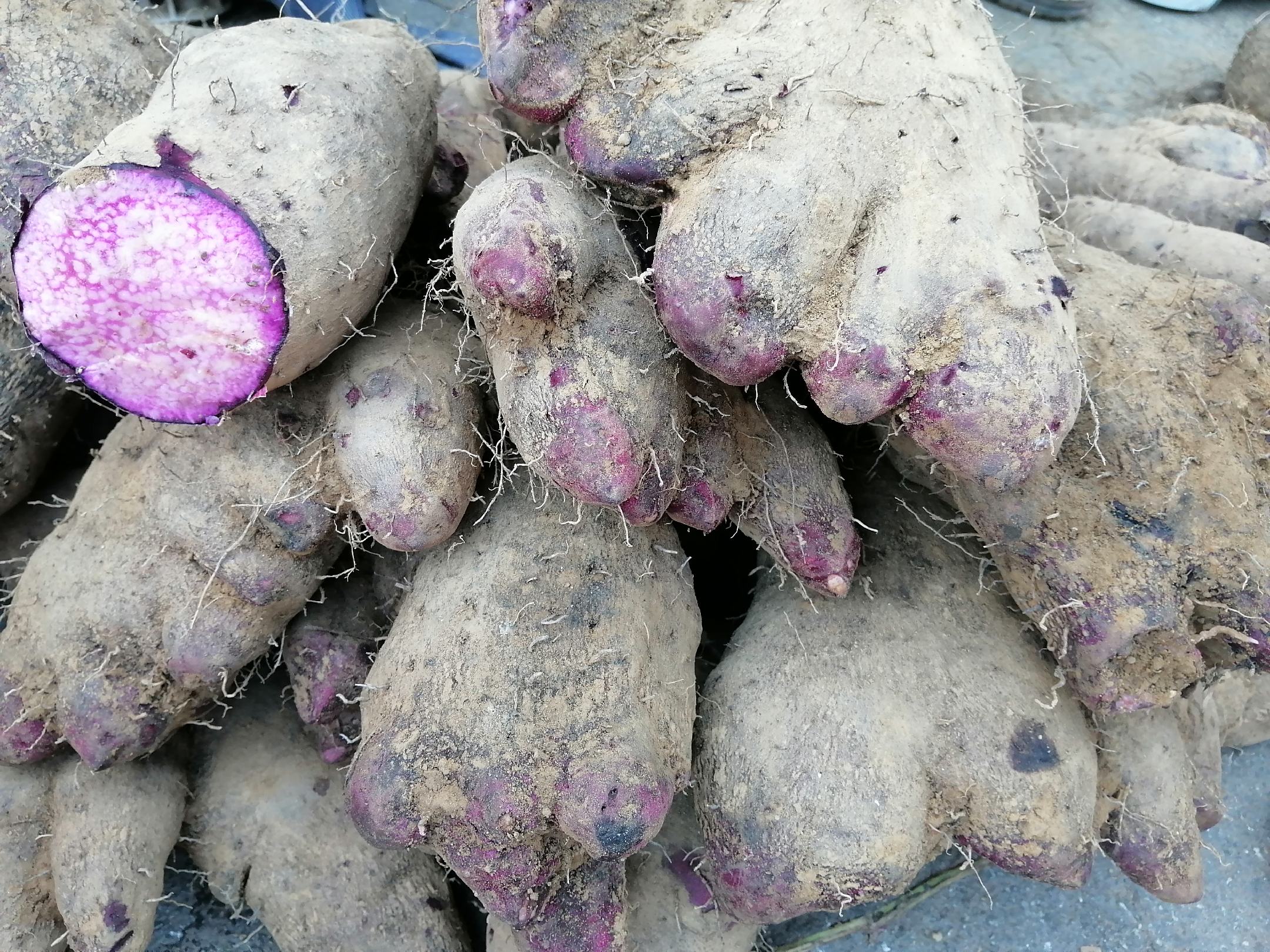 紫淮山药实物展示图