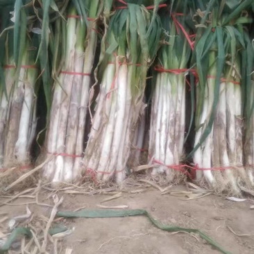 长白大菍