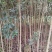 2-4公分桂花树，2米分枝，树杆笔直存活率高可视频看
