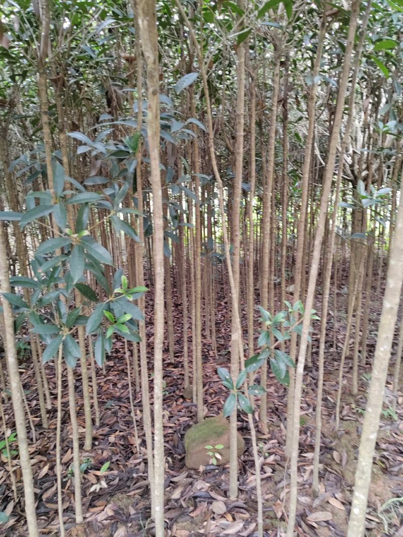 2-4公分桂花树，2米分枝，树杆笔直存活率高可视频看