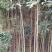 2-4公分桂花树，2米分枝，树杆笔直存活率高可视频看