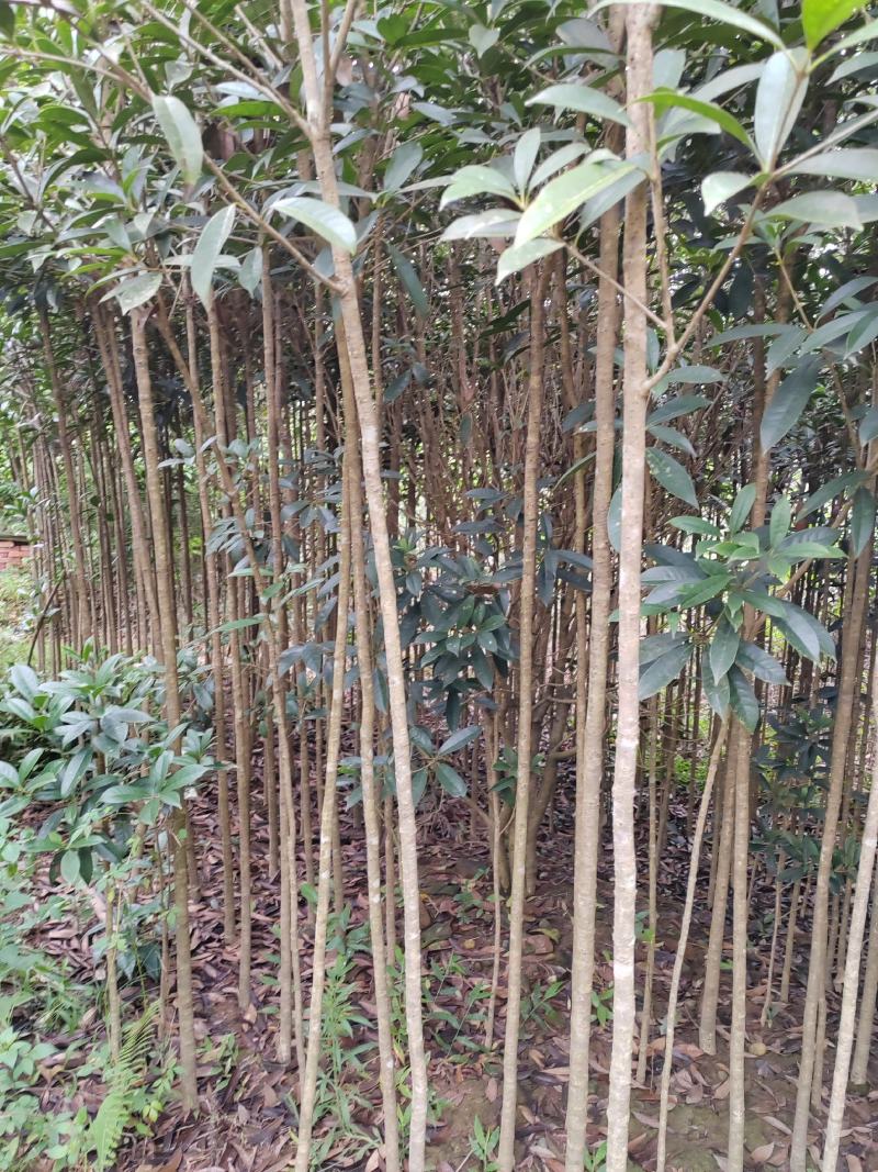2-4公分桂花树，2米分枝，树杆笔直存活率高可视频看