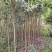2-4公分桂花树，2米分枝，树杆笔直存活率高可视频看