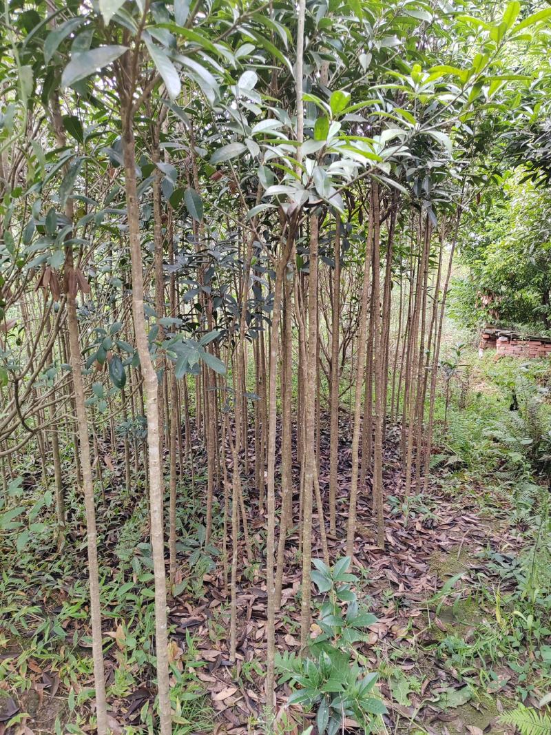 2-4公分桂花树，2米分枝，树杆笔直存活率高可视频看