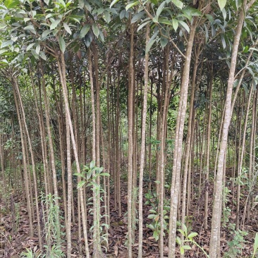 2-4公分桂花树，2米分枝，树杆笔直存活率高可视频看