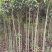 2-4公分桂花树，2米分枝，树杆笔直存活率高可视频看