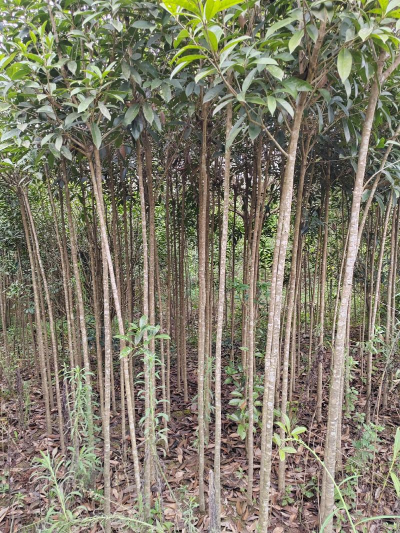2-4公分桂花树，2米分枝，树杆笔直存活率高可视频看