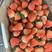 《徐州草莓》甜宝草莓奶油草莓产地直发货源稳定支持代发