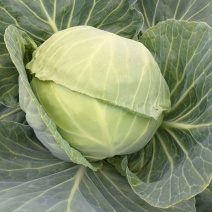 甘蓝