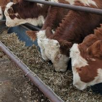 西门塔尔牛犊，对对牛，二槽公牛，老片，母牛犊，小公牛