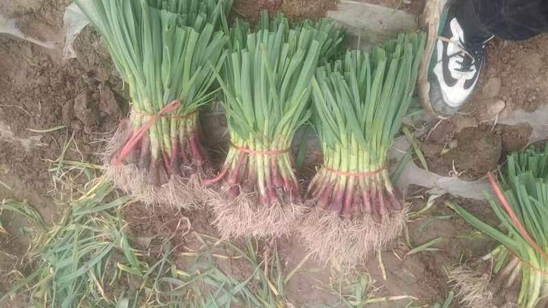 红杆蒜苗，沙地无土无黄叶，大量供应精品和电商货，
