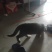 英短蓝猫