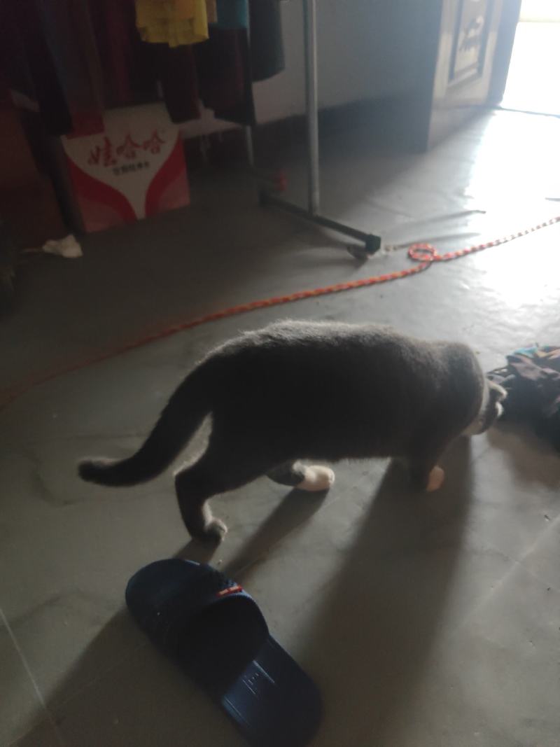 英短蓝猫