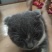 英短蓝猫