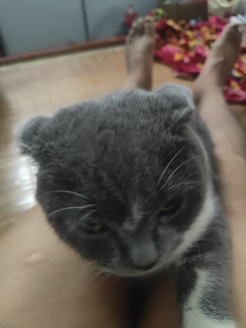 英短蓝猫