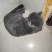 英短蓝猫